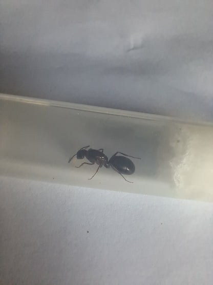 Camponotus sylvaticus