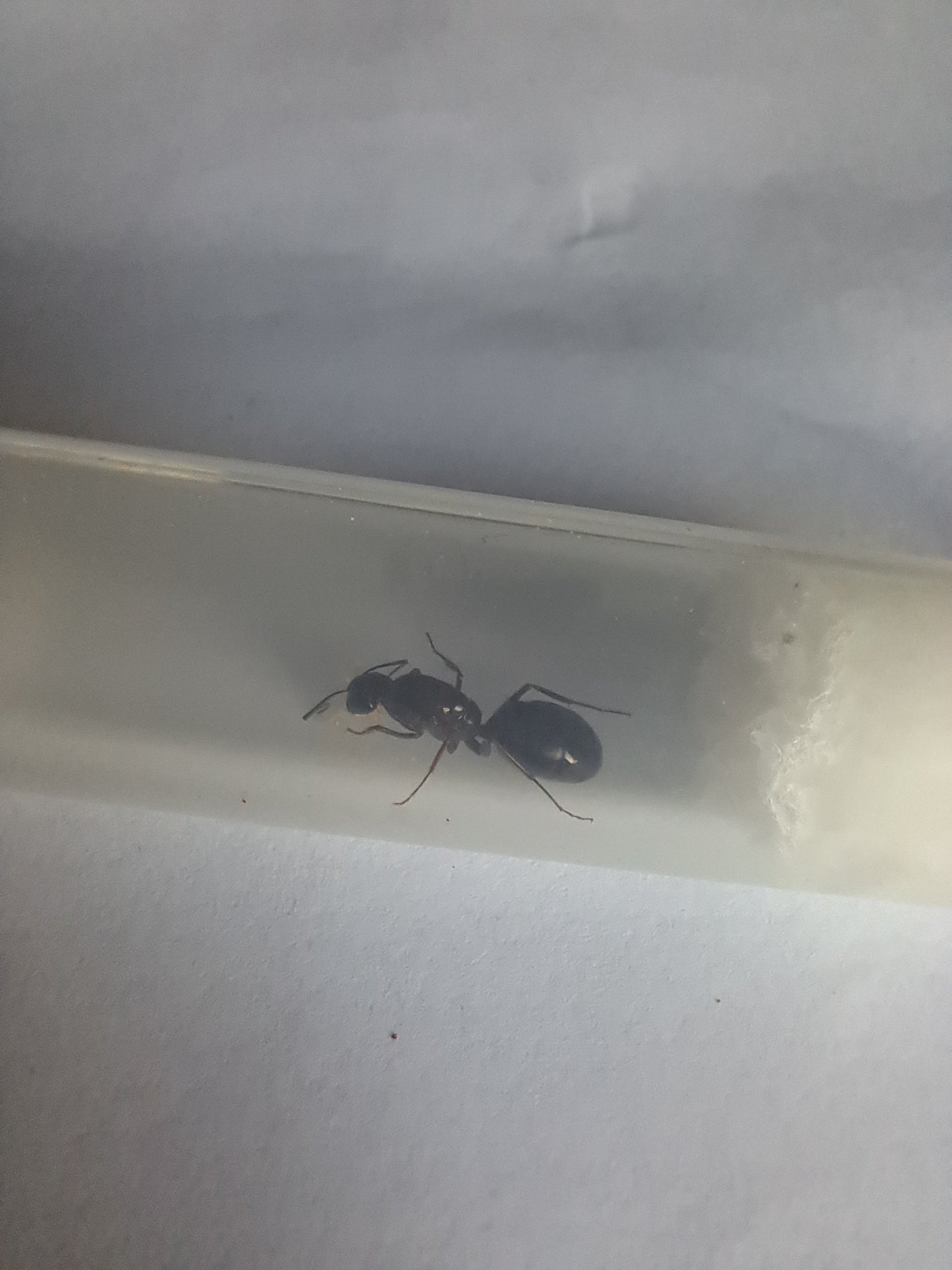 Camponotus sylvaticus