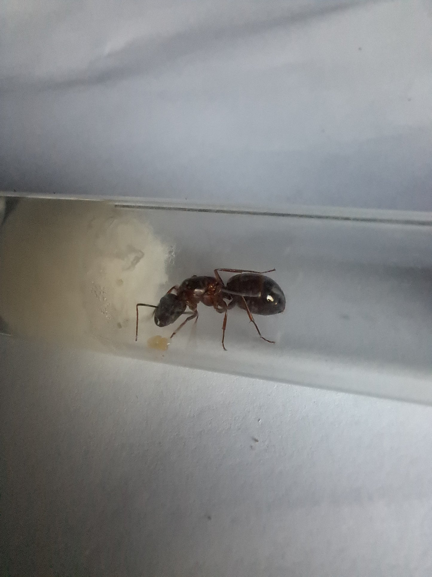 Camponotus sylvaticus