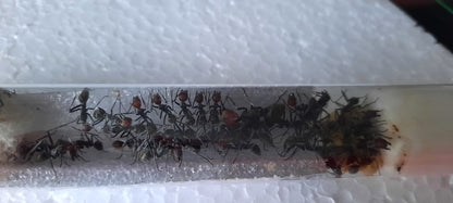 Camponotus singularis