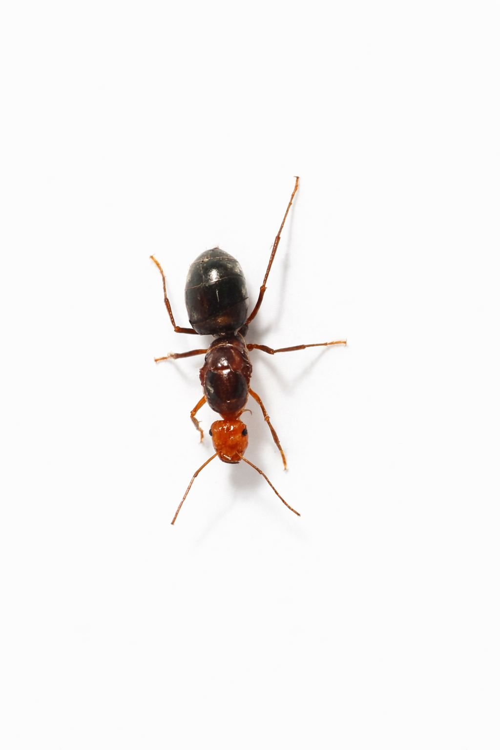 Myrmecocystus semirufus