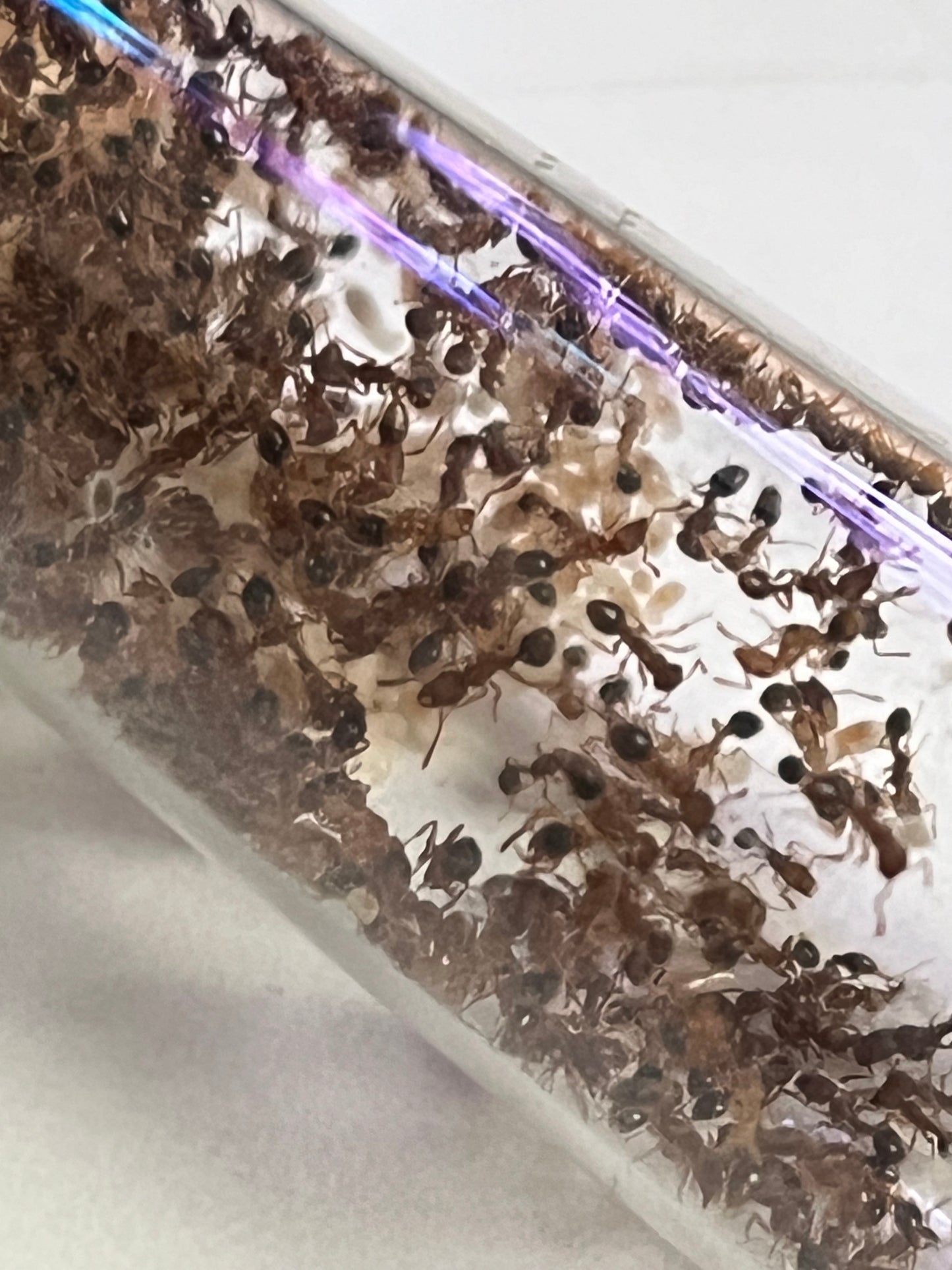 Tetramorium bicarinatum