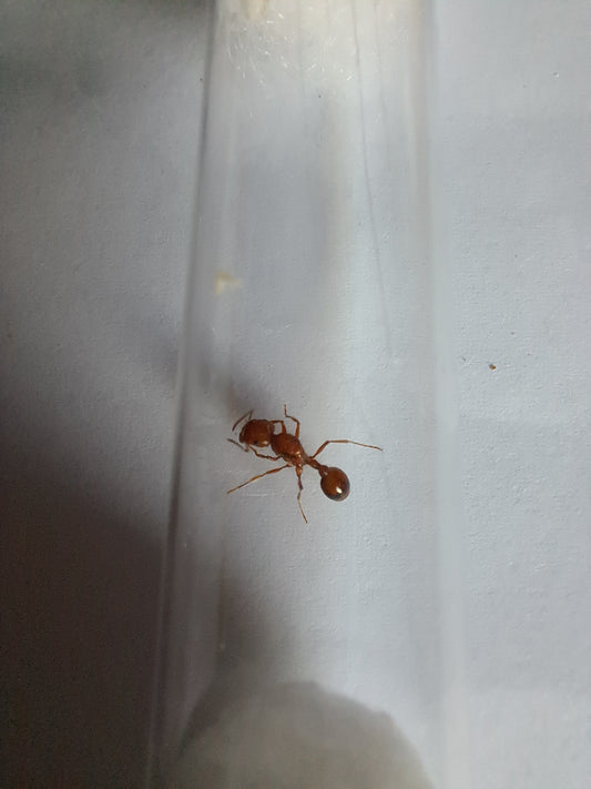 pogonomyrmex bicolor