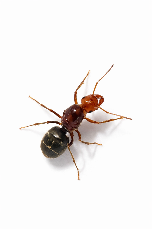 Myrmecocystus semirufus