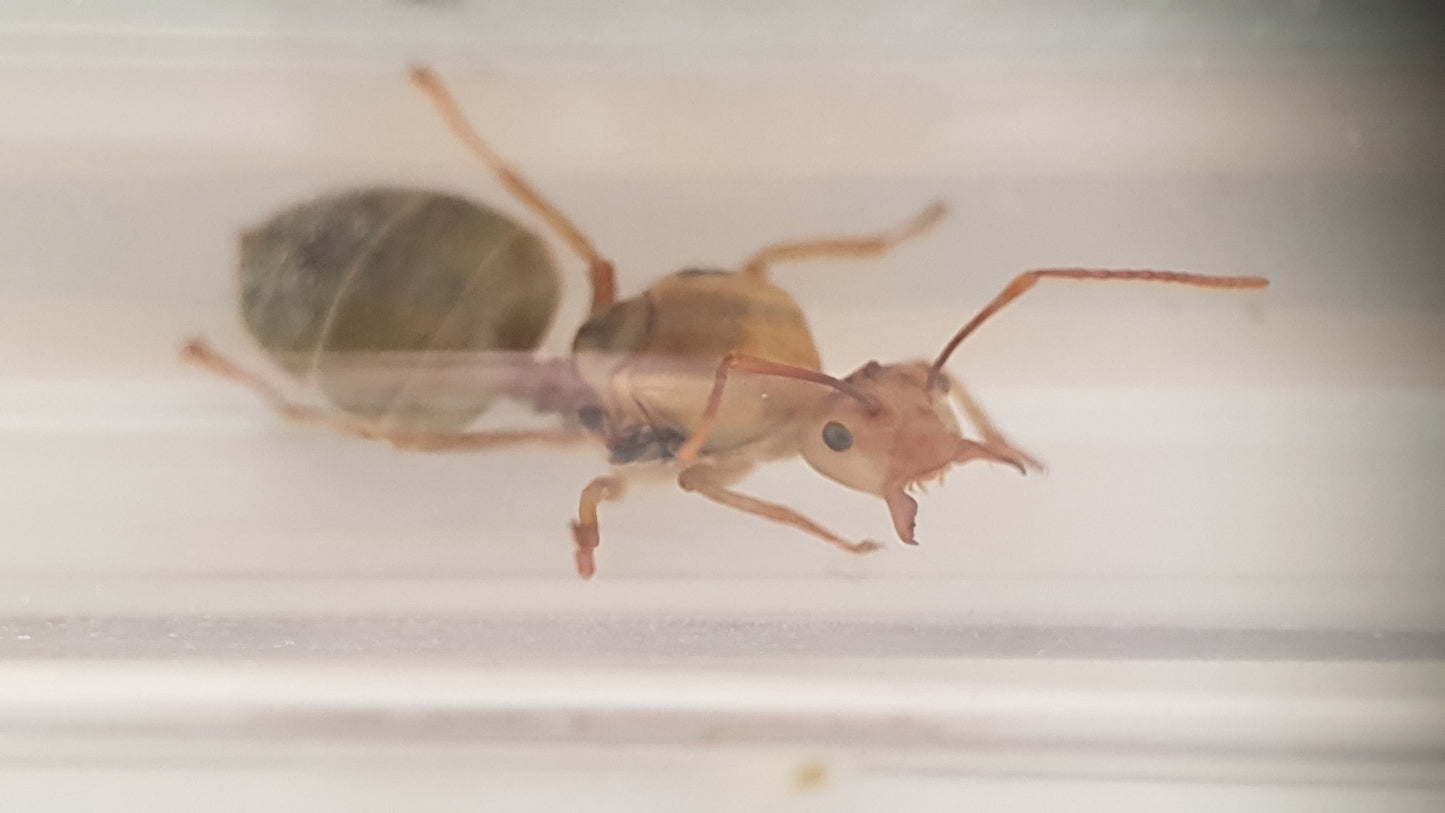 Oecophylla smaragdina (Australien)