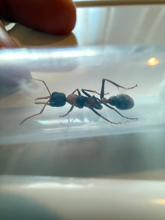 Myrmecia nigrocinta