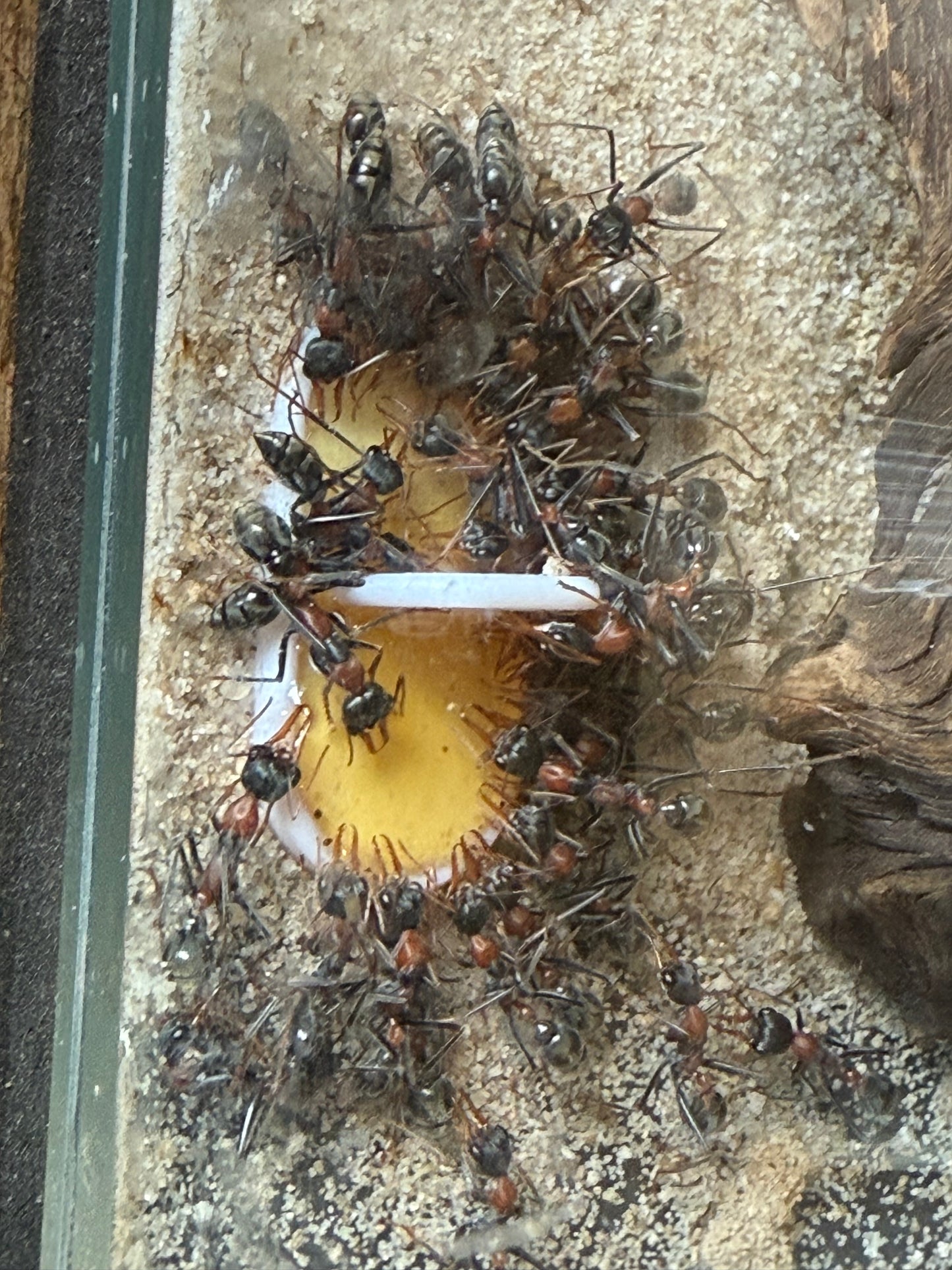 Myrmecia nigrocinta