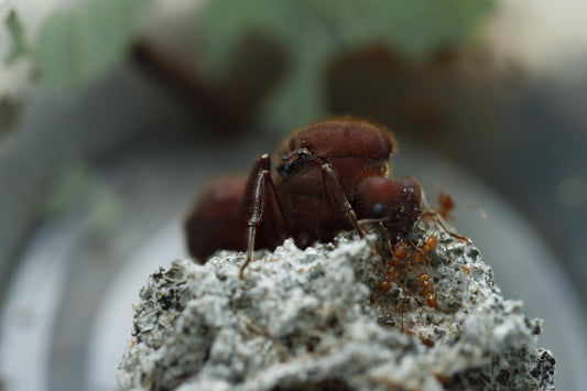 Atta cephalotes