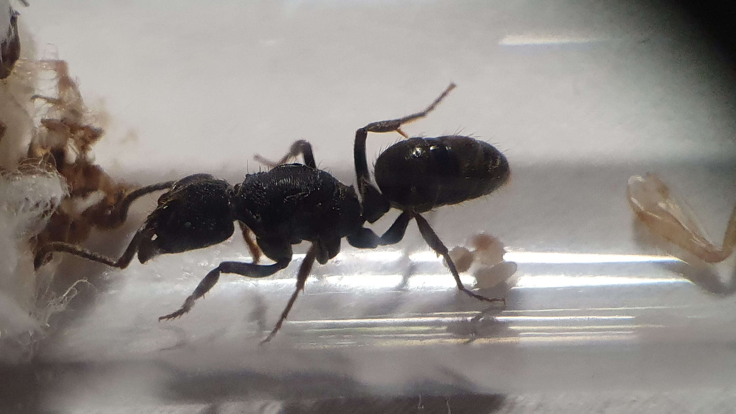 Odontoponera denticulata