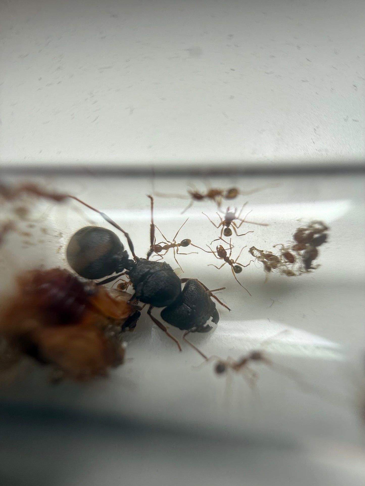 Pheidole Sinica