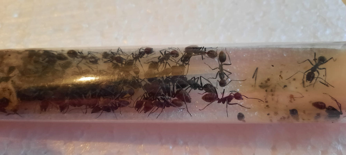 Camponotus singularis