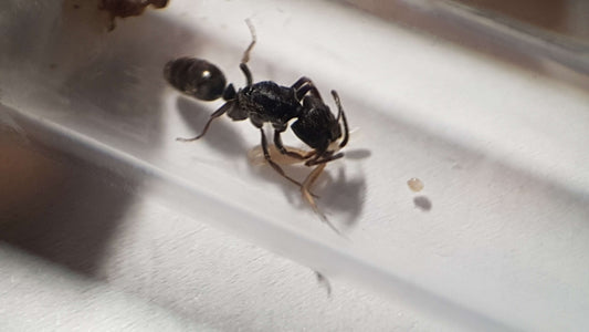 Odontoponera denticulata