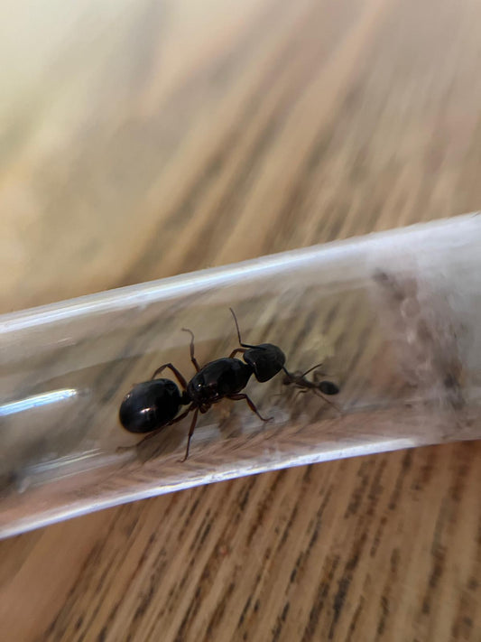 Camponotus siemsseni