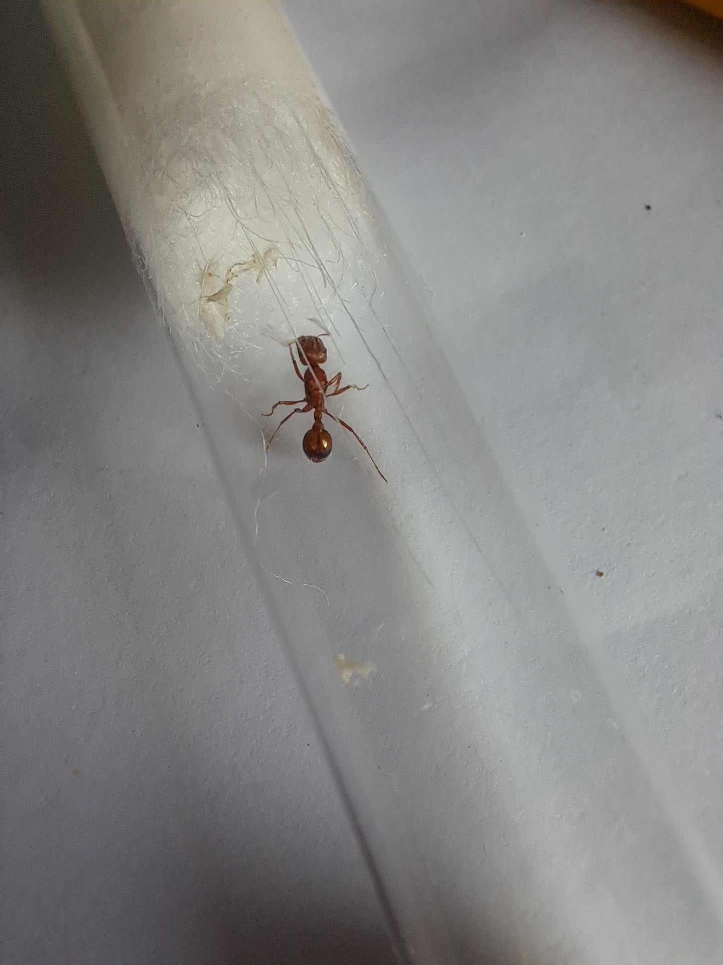 pogonomyrmex bicolor