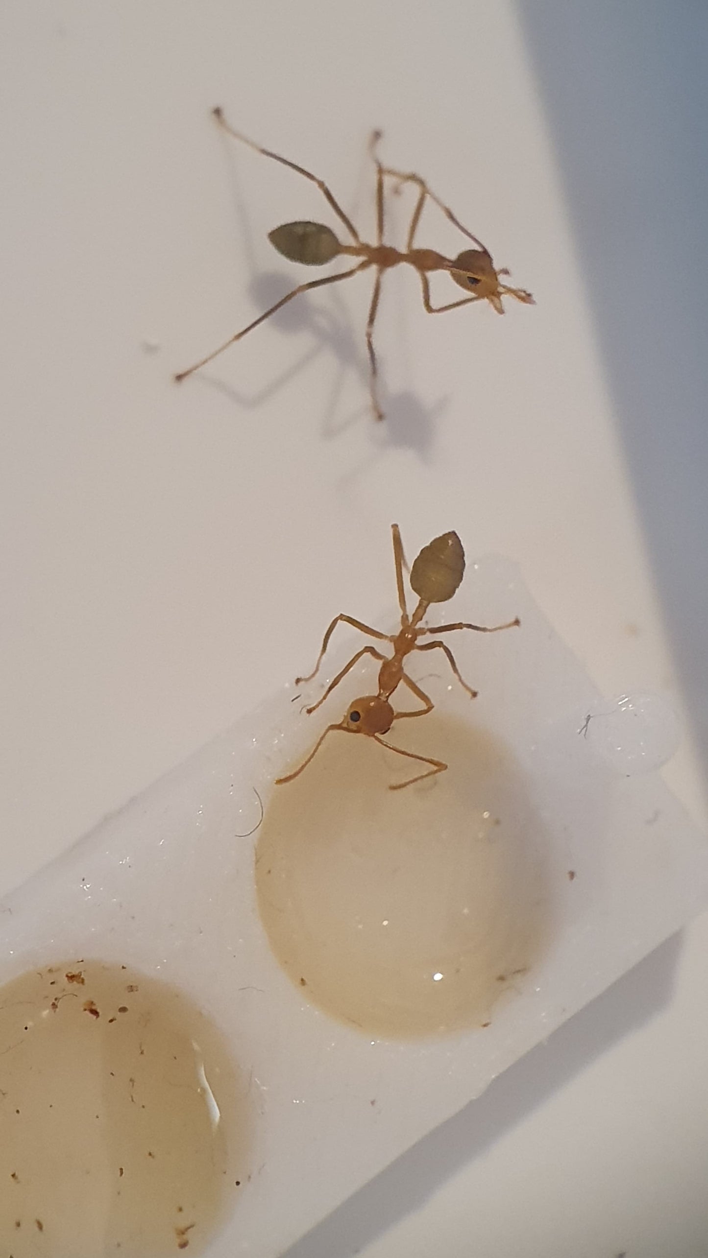 Oecophylla smaragdina (Australien)