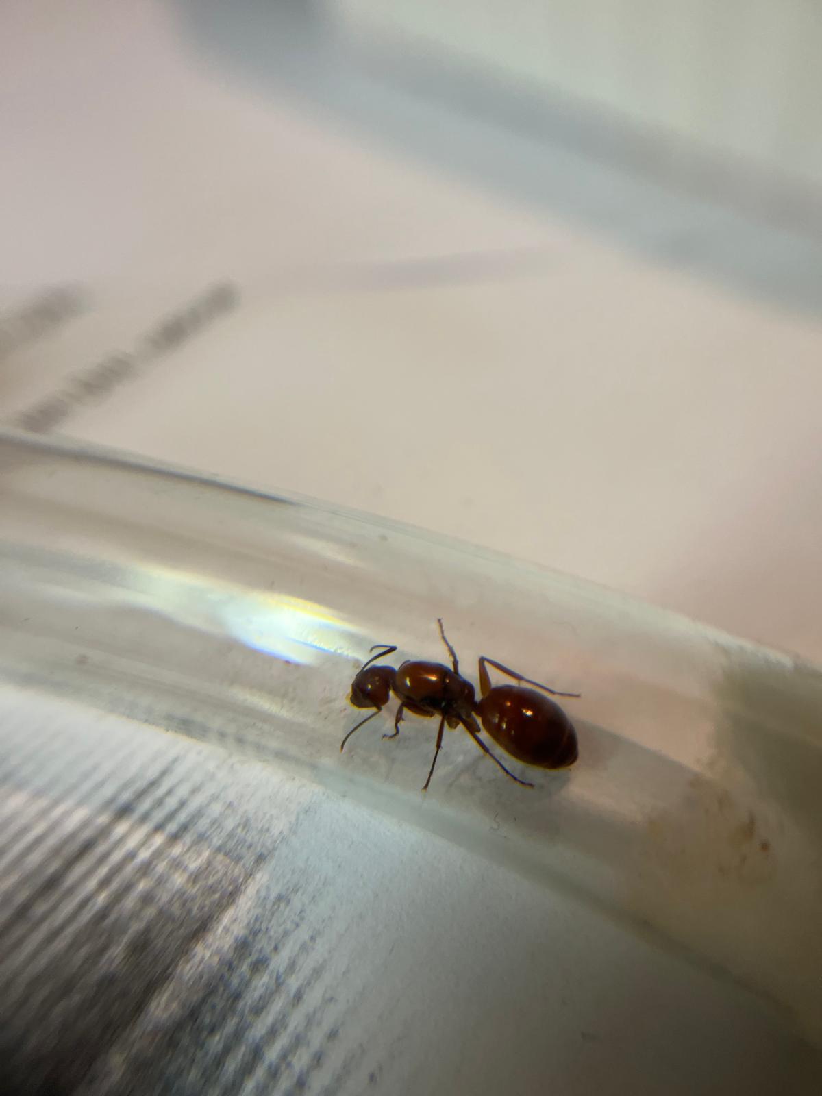 Camponotus castaneus