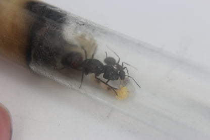 Camponotus ligniperda