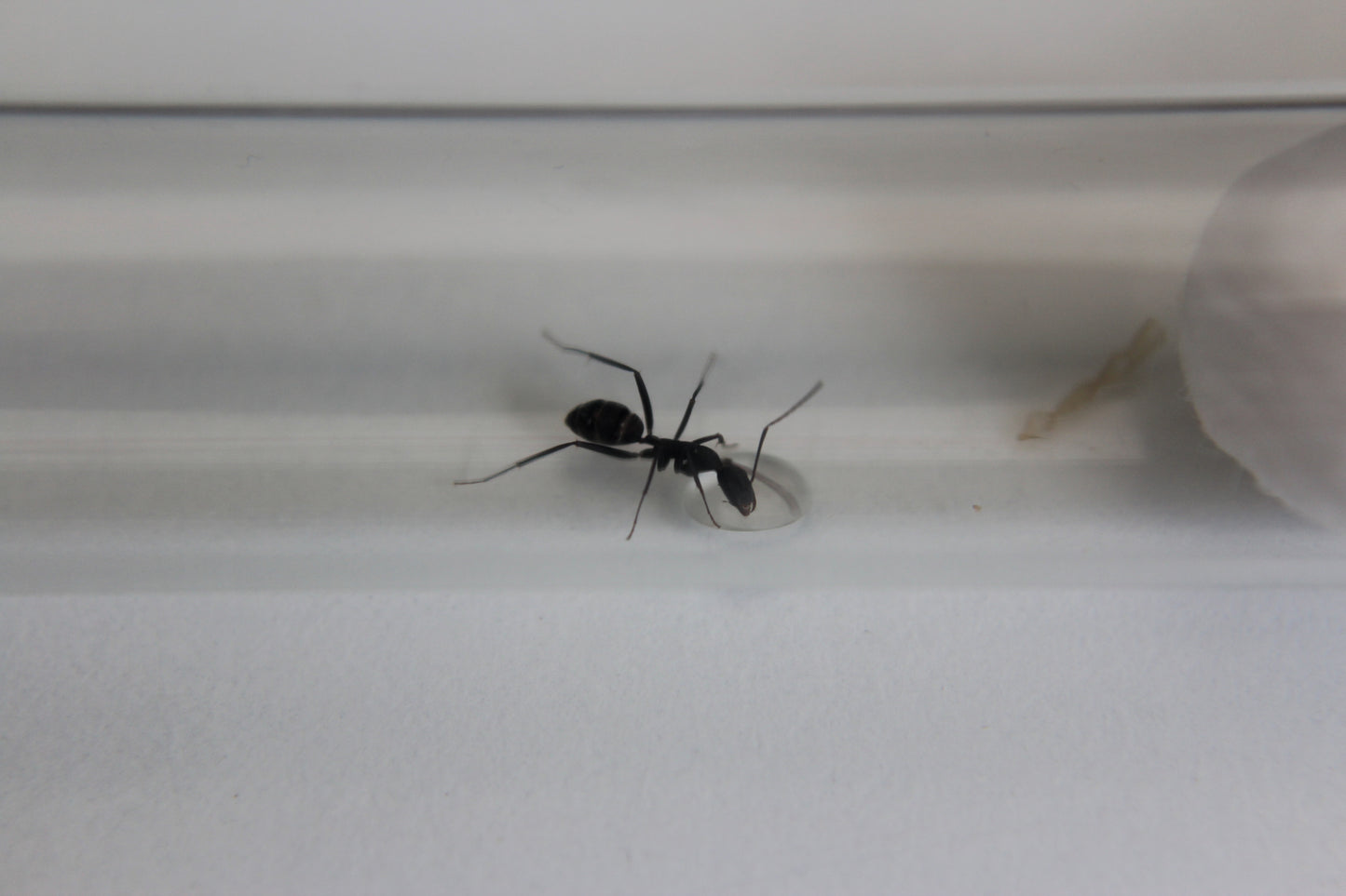 Camponotus cruentatus