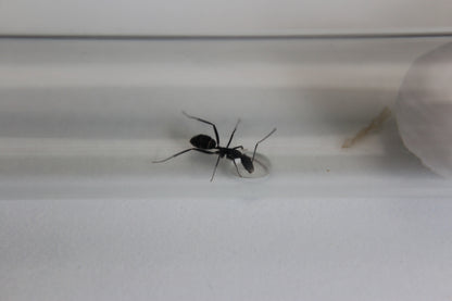 Camponotus cruentatus