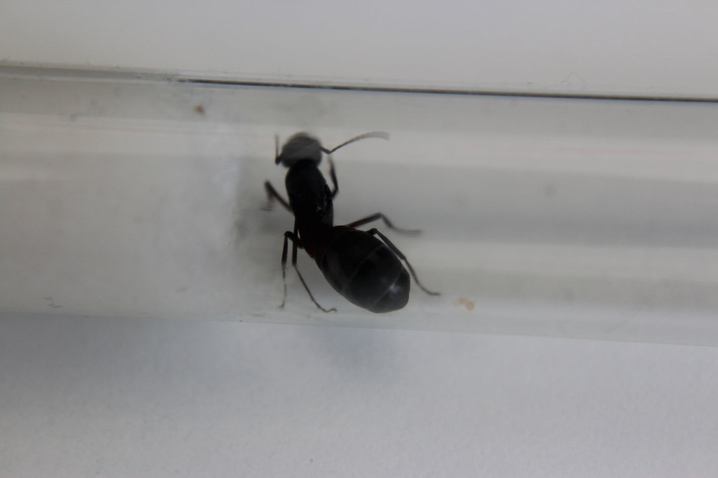 Camponotus cruentatus