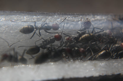 Camponotus singularis