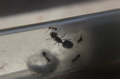 Crematogaster scutellaris