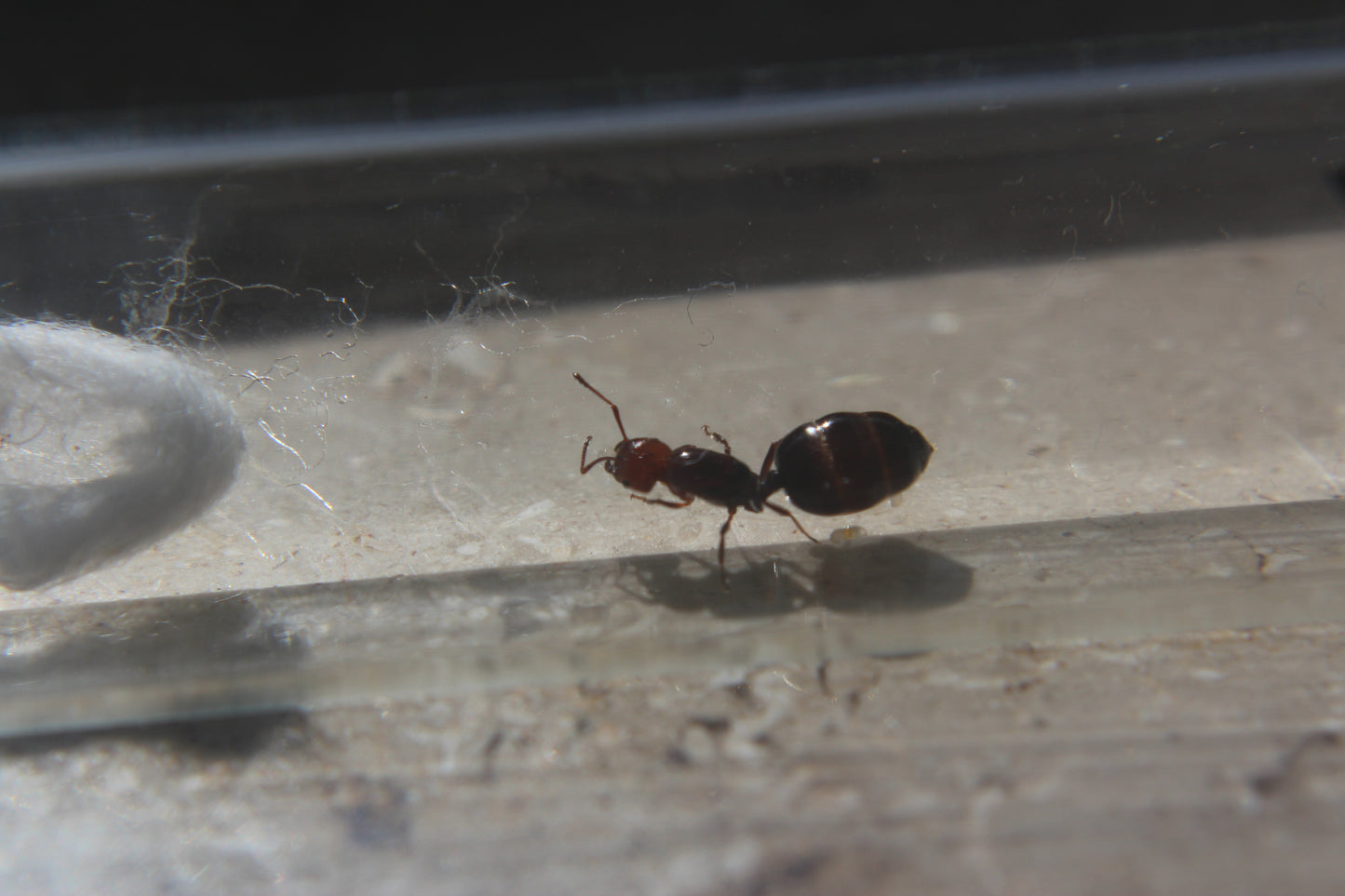 Crematogaster scutellaris