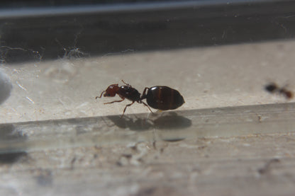 Crematogaster scutellaris