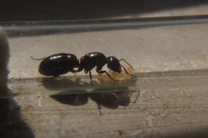 Camponotus ligniperda