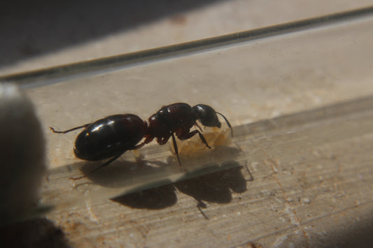 Camponotus ligniperda