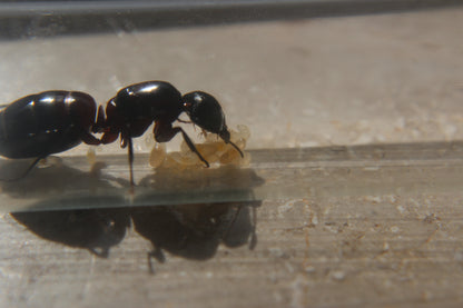 Camponotus ligniperda