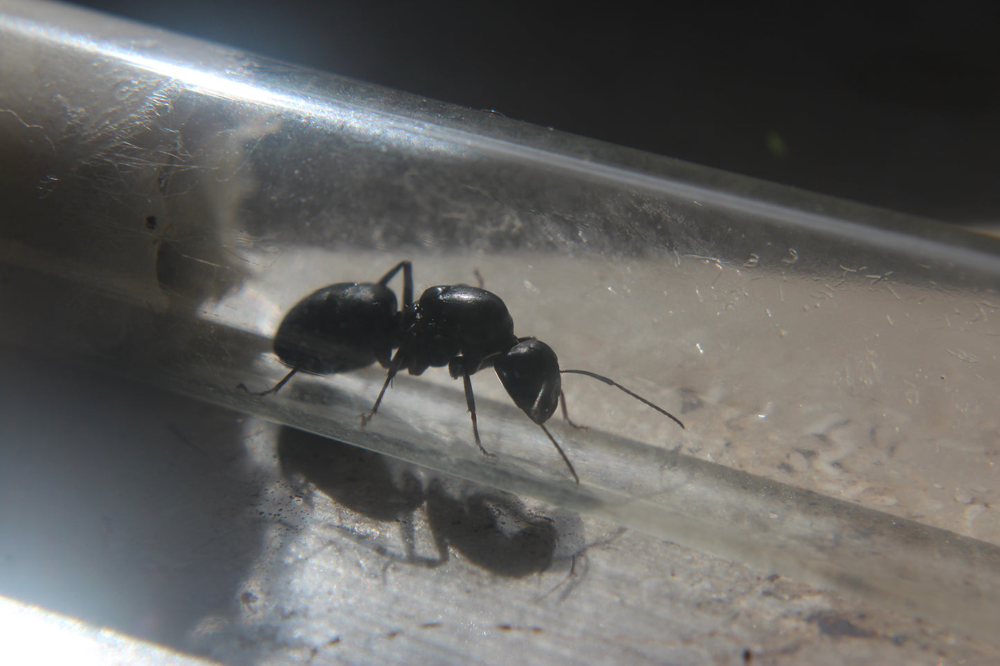 Camponotus japonicus