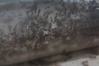 Tetramorium bicarinatum