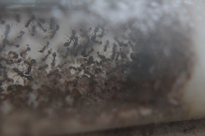 Tetramorium bicarinatum