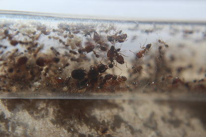 Pheidole megacephala