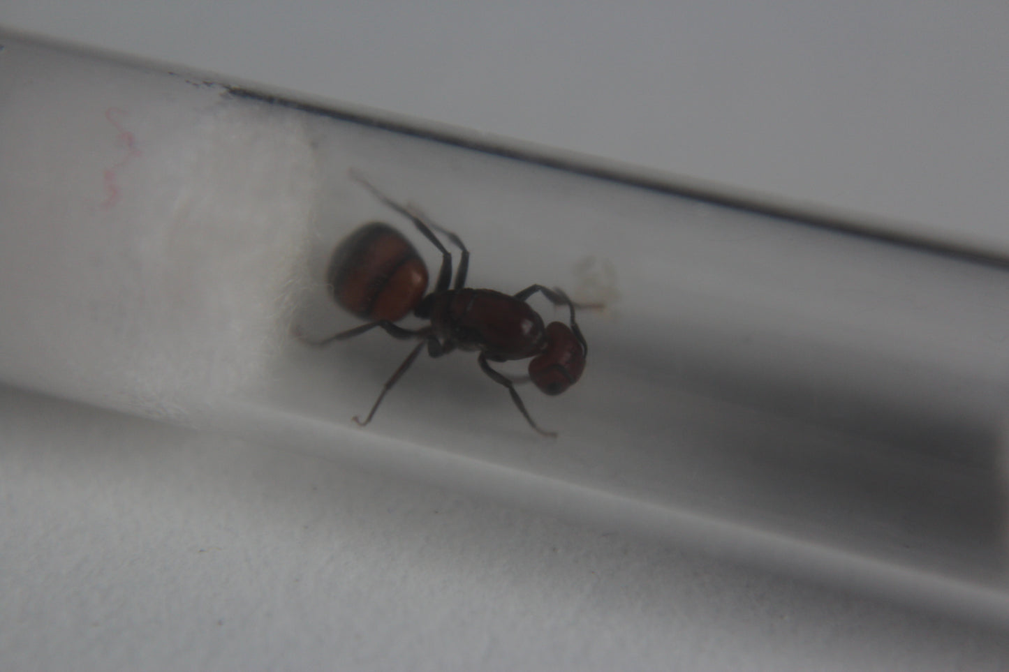 Camponotus Nicobarensis