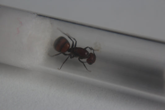 Camponotus Nicobarensis