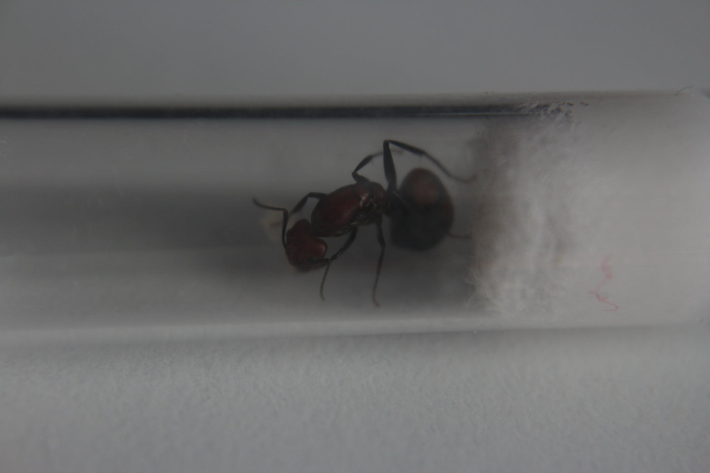 Camponotus Nicobarensis