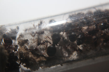 Pheidole Sinica