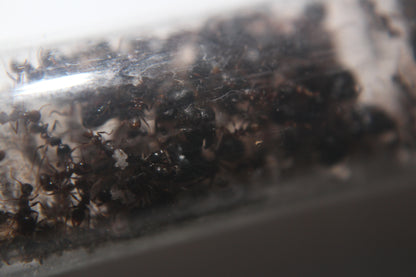 Pheidole Sinica